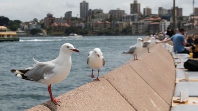 Avustralya'da martılar, çöplerden antibiyotiğe dirençli bakteriler kaptı