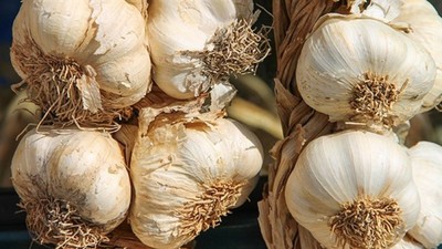 Şimdi de Sudan'dan sarımsak ithal ettiler!