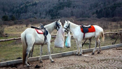 Abant'ta karantinaya alınan atlar hakkında yeni gelişme