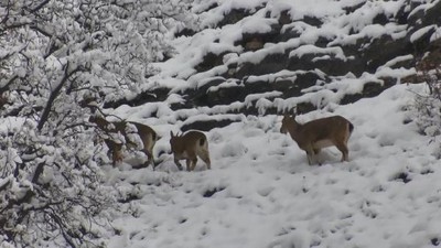 Tunceli'de 220 köy yolu ulaşıma kapandı