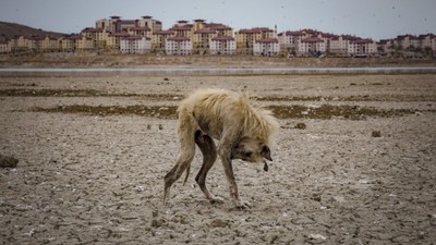 Foto Muhabirleri Derneği yılın basın fotoğrafları