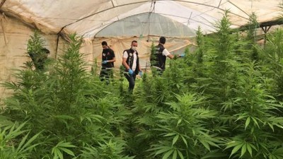 Serada 4 bin 710 kök hint keneviri ele geçirildi