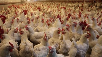 Tüketici kandırılıyor: Yumurta üreticisinde ‘gezen tavuk yumurtası’ uyarısı
