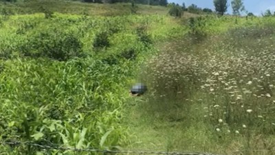 Köpeğe cinsel istismarda bulunan bir kişi gözaltına alındı