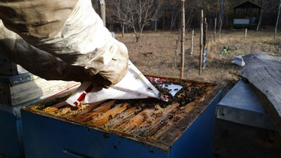 Arılarda endişelendiren hareketlilik: En son Çernobil'de yaşandı
