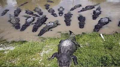 40 timsahın arasına düşüp hayatını kaybetti