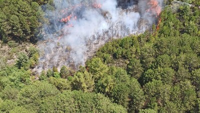 Muğla'da orman yangını