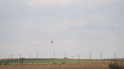 Uzman isim uyardı: 300 kuş türü tehdit altında!