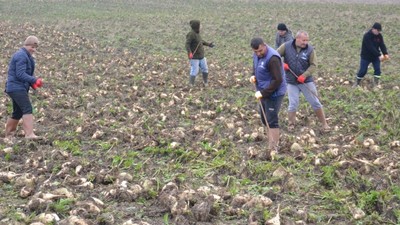 Edirne'de masraflı hasat başladı, 1 dönümden 7,5 ton ürün aldı: Tonu 1855 TL!