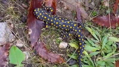 Nesli tükenmek üzere, Siirt'te ortaya çıktı!