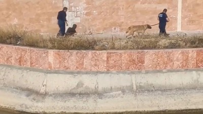 Nehre Düşen Köpek İtfaiye Tarafından Kurtarıldı