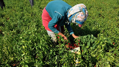 Bursa'da Hasadı Başladı Fiyatında Rekor Düşüş Oldu: Çiftçi Karalar Bağladı