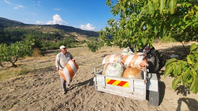 Manisa'da Hasadı Başladı Kilosu 300 Liradan Satılıyor: 270 Ton Üretim Bekleniyor