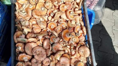 Kanlıca Mantarı Karabük'te Altın Değere Ulaştı!