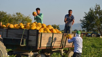 Hasat Başladı: Çiftçiler Tonlarca Kavun Toplayıp Satmaktan Vazgeçti