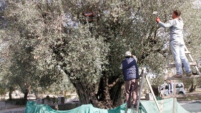 Yeşil Altında Hasat Başladı: Maliyeti Yükseldi Fiyatı Düştü, Üretici İsyanda