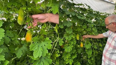 Bayburt'ta İlk Defa Hasat Yapıldı! Kimse İnanmadı Olmaz Dedi Onlar Yaptı