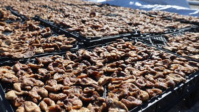 Hatay'da Hasat Başladı, Yarısını İnsanlar Yarısını Hayvanlar Paylaştı: Kilosu 350 Liradan Satılıyor