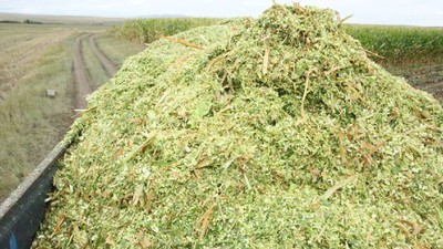 Çiftçilerin Yeni Gözdesi Oldu! Beklenen Hasat Başladı, Verimi İki Kat Arttırıyor