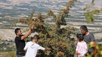 Dağda Kendiliğinden Yetişiyor Duyan Hasat Etmek İçin Akın Ediyor! Kilosu 200 Liraya Satılıyor