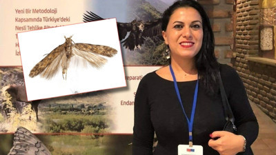 Kuzey Kıbrıs’ta Yeni Kelebek Türü Keşfedildi