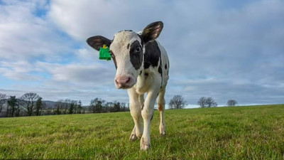 Buzağı Hilda'nın Genetiği 'Daha Az Gaz Çıkaracak Şekilde' Değiştirildi