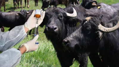 35 Yıl Sonra İlk Kez Görüldü, O Ülke Alarma Geçti: 'Yayılırsa Felaket Olacak'