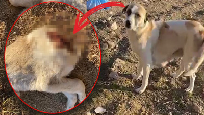 Katliamın Adresi Gaziantep: Yavru Köpeklerin Kafalarını Kestiler!