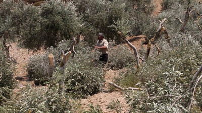 Ateşkese Rağmen… İsrailli Saldırganlar Filistinlilerin Zeytin Ağaçlarını Kesti