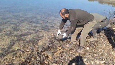 Bataklıktan Kurtarılan Kaplumbağalar Doğaya Bırakıldı