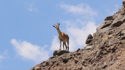 Malatya'da Kaçak Avcıya Ceza Yağdı  