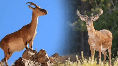 Yasak Dinlemedi, Avladığı Kızıl Geyik ve Yaban Keçilerini Sucuk Yaptı