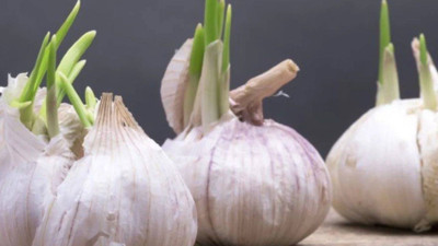 Filizlenen Sarımsakları Sakın Çöpe Atmayın: Bilinmeyen Faydası Ortaya Çıktı