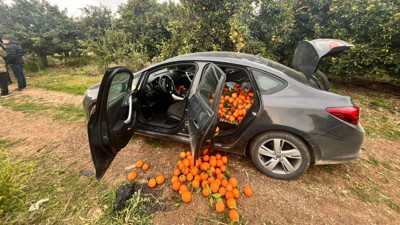 Portakal Hırsızı Yakalandı: Tam 500 Kilo...