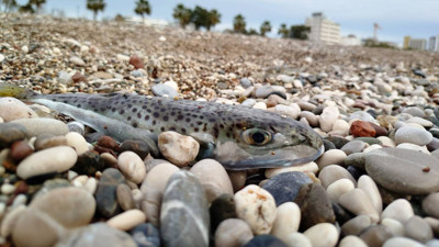 Siyanürden Bile Daha Tehlikeli! Karaya Çıkaran Bu Cezayı Ödeyecek