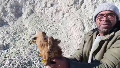 Yaralı Şahin Tedavi Edilerek Doğaya Salındı