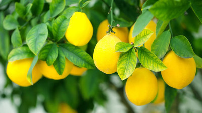 Türkiye'den Gönderilen Meyvelerde 'Pestisit' Alarmı! Avrupa Sınırdan Geri Yolladı