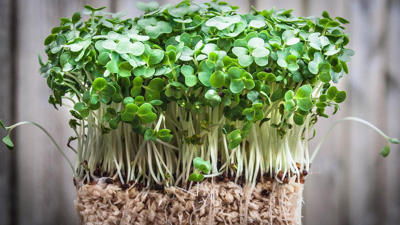 Ne Saksı Ne Toprak! Bu 3 Yöntemle Çimlenmeyen Tohum Kalmıyor: Evde Kolayca Yetiştiriliyor
