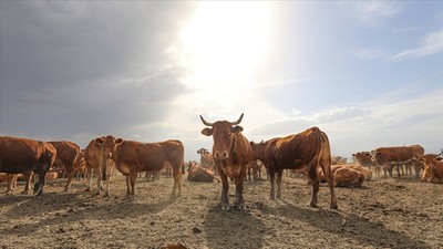 Resmi Gazete’den Duyuruldu: Hayvancılık Desteklemelerinde Değişiklik