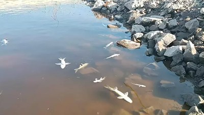 Karasu Çayı’na İnceleme! Balıklar Birer Birer Öldü, Suyun Rengi Siyaha Büründü