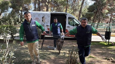 Elazığ'da Yürüyüş Yaparken Yolun Ortasında Yavru Maymun Buldu