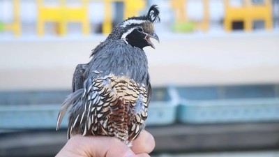 Yurt Dışından Köyüne Getirterek Başladı, Taleplere Yetişemiyor! 4 Bin Liradan Satıyor, Görenler Hayran Kalıyor