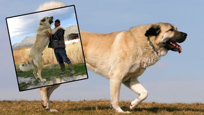 Dünyanın Çenesi En Güçlü Köpekleri Belli Oldu! Sivas Kangal Köpeği Listeye Açık Ara Damgasını Vurdu