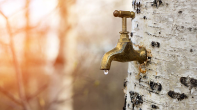 Gövdesine Musluk Takılıp Hasat Ediliyor! İçinden Resmen Dere Geçiyor: Şifa Olmadığı Hastalık Yok