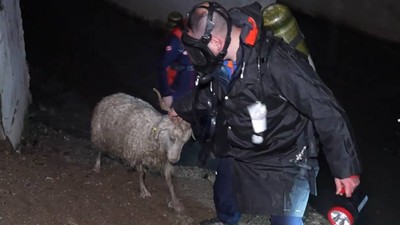 Menfezde Koku Faciası: Zehirlenen 23 Hayvan Hayatını Kaybetti