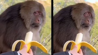 Maymunlar En Doğrusunu Yapıyormuş! Muzu Böyle Yemek Sağlığı Tehdit Ediyor
