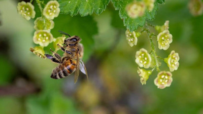Adana'da Arı Sokması Can Aldı