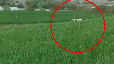 Diyarbakır'da Kaçan Dana 8 Aydır Yakalanamıyor