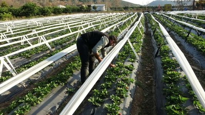 Eşini Zor İkna Etti, 80 Bin Lirayla Kendi İşinin Patronu Oldu! Haftada 300 Kilo Hasat Ediyor, 80 Liraya Satıyor