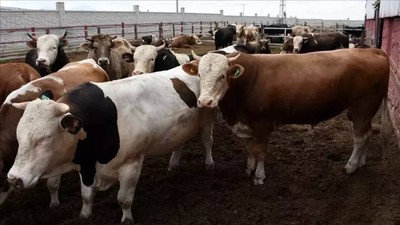 2025 Kurban Bayramı'nda Kurbanlık Alacaklar Dikkat! En Ucuz Kurbanlıklar Bu Şehirlerde